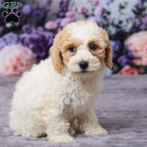 Paisley, Bich-Poo Puppy